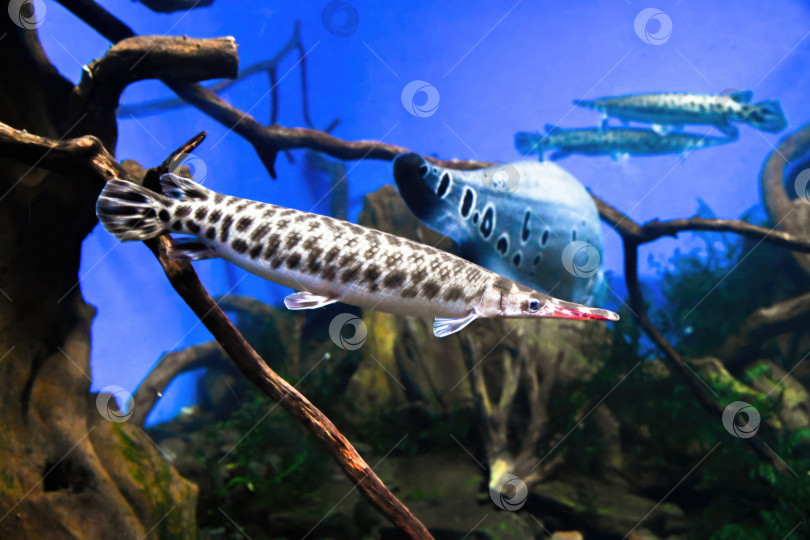 Скачать Коротконосый гар плавает в пресноводном аквариуме. Панцирная рыба Atractosteus tropicus с удлиненным телом и доисторическим видом под водой. фотосток Ozero