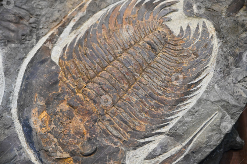 Скачать Владивосток, Россия, 4 января 2026 г. - Ископаемые останки трилобита Academoparadoxides briareus выставлены в Приморском океанариуме, демонстрируя древнюю морскую жизнь. фотосток Ozero
