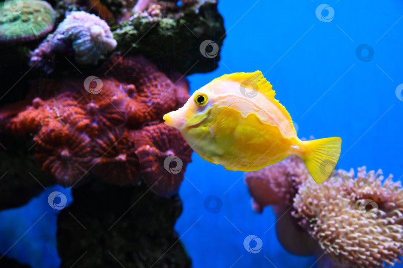 Скачать Ярко-желтая рыба-тан плавает возле кораллового рифа в прозрачной голубой воде. Тропическая морская флора и фауна с ярким солнечным светом и летним океанским настроением. фотосток Ozero