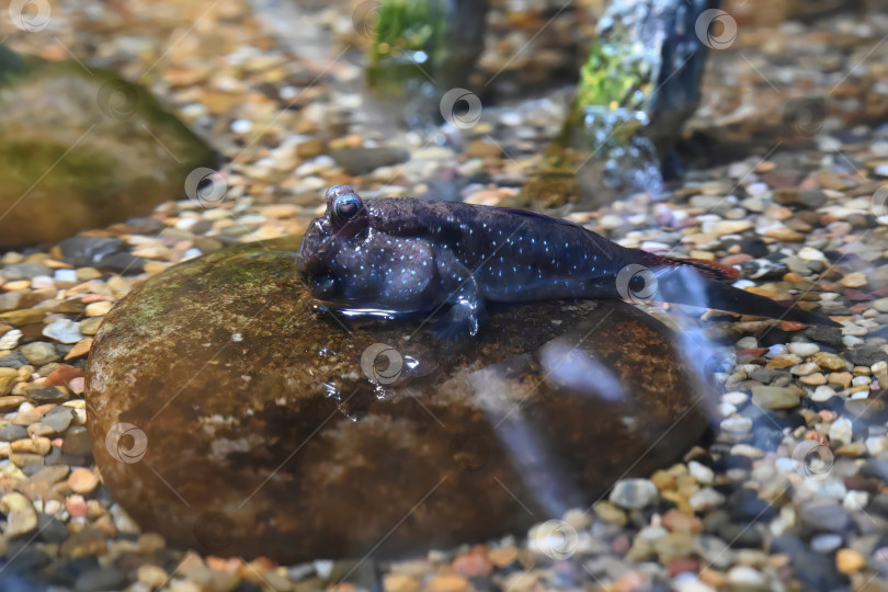 Скачать Илистый прыгун, отдыхающий на мокром камне на мелководье. Периофтальмус - рыба-амфибия, приспособленная к жизни на суше и в воде с текстурированным естественным фоном. фотосток Ozero