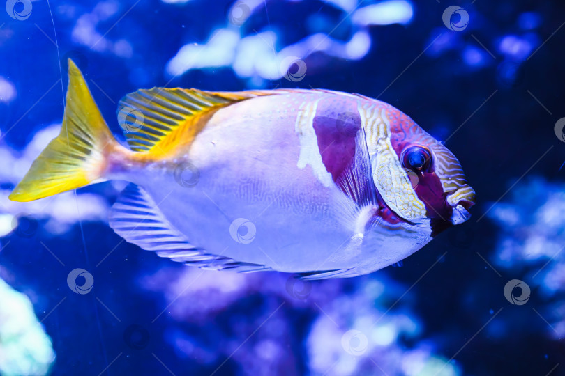 Скачать Экзотическая рыба-кролик с двойной полосой, плавающая под водой в аквариумном рифе. Вид Siganus virgatus, отличающийся элегантной формой и яркой окраской. фотосток Ozero