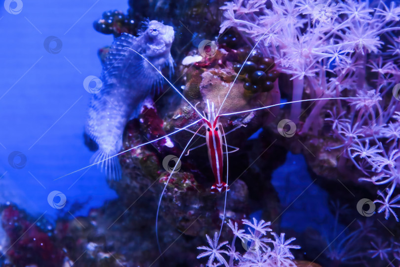 Скачать креветки-чистильщики отдыхают на кораллах в окружении мягких полипов и рифовых рыбок. Тропический морской аквариум с дикой природой. фотосток Ozero