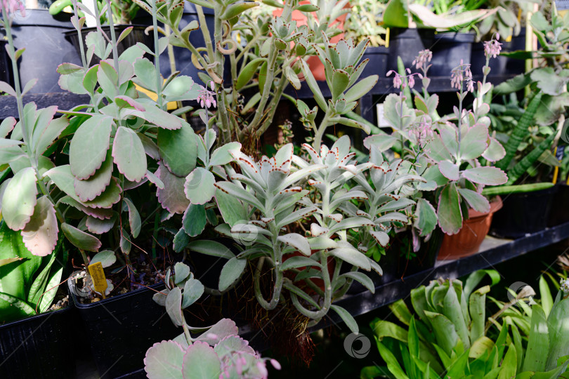 Скачать Группа суккулентов каланхоэ с толстыми листьями в горшках на полке теплицы. Разнообразные сорта с пастельной листвой и мелкими цветками при естественном освещении. фотосток Ozero