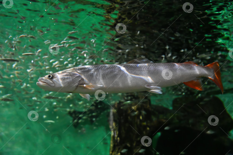 Скачать Таймень хучо плавает под водой в большом аквариуме. Мощная пресноводная лососевая рыба с длинным телом в прозрачной голубой воде. фотосток Ozero