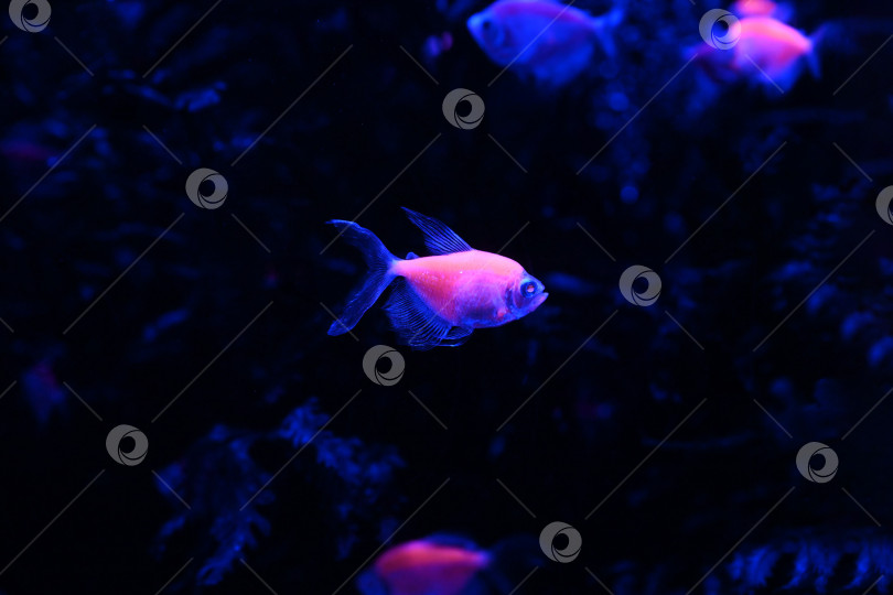 Скачать Флуоресцентные черные рыбки тетра, светящиеся розовым и голубым при освещении аквариума, плавают в темной воде. Неоновый эффект и современная концепция аквариума. фотосток Ozero