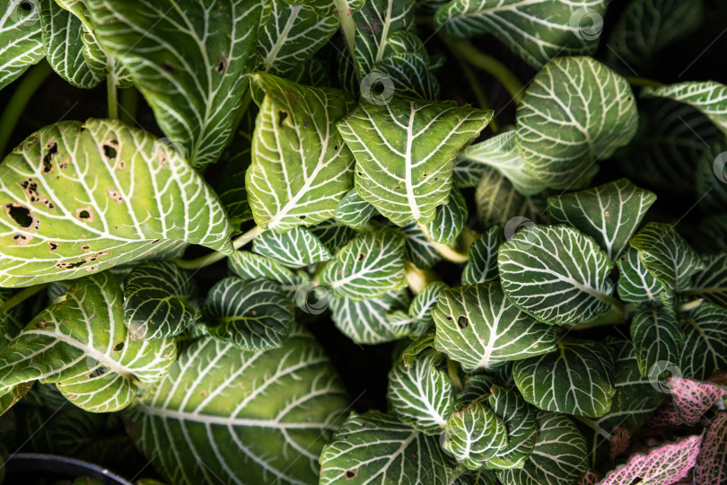 Скачать листва фиттонии альбивенис с контрастными белыми прожилками на темно-зеленых листьях. Текстура декоративного тропического растения идеально подходит для создания фона на природе. фотосток Ozero