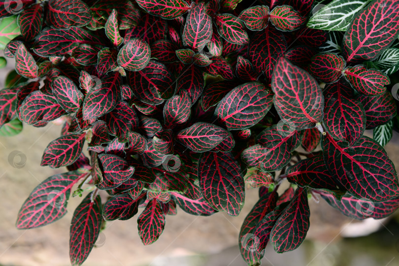 Скачать Вид сверху на фиттонию альбивенис с темно-зелеными листьями и ярко-красными прожилками, образующими ботанический фон с густой тропической текстурой листвы фотосток Ozero