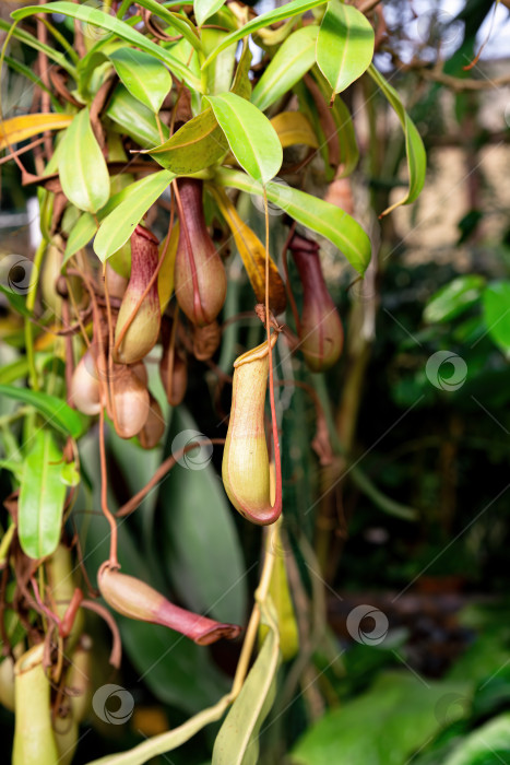 Скачать Крупный план плотоядного растения Непентес с подвесными ловушками-кувшинчиками и зелеными листьями. Экзотическая тропическая листва демонстрирует естественную структуру для ловли насекомых. фотосток Ozero
