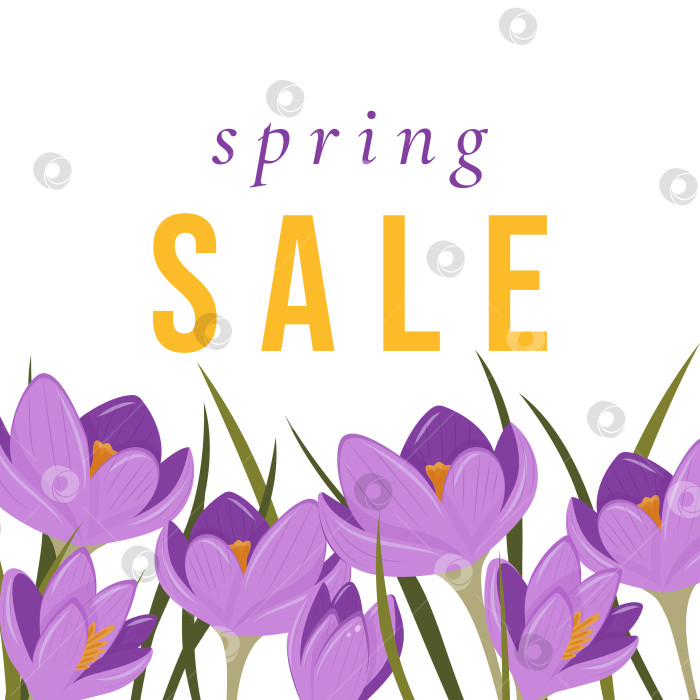 Скачать Вывеска весенней распродажи с фиолетовыми цветами крокуса. фотосток Ozero