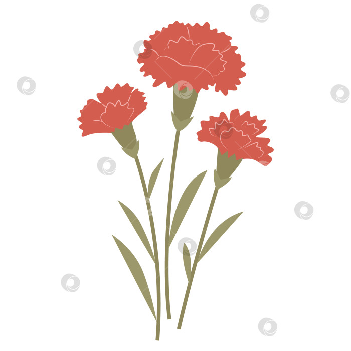 Скачать Букет красных гвоздик на белом фоне. фотосток Ozero