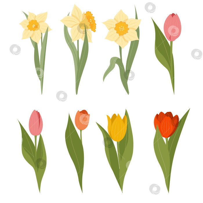 Скачать Подборка весенних цветов разных цветов и размеров. Нарциссы и тюльпаны. Цветы желтого, оранжевого и розового цветов. фотосток Ozero