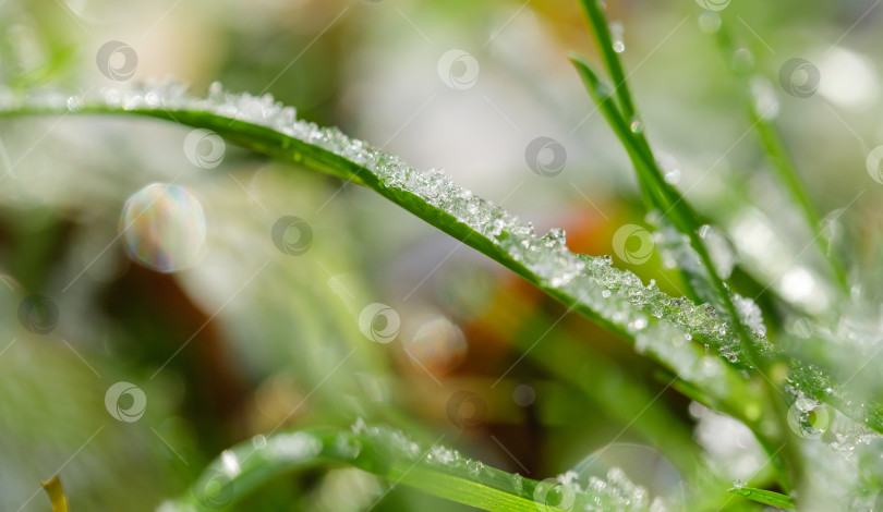 Скачать лед на зеленой травинке крупным планом фотосток Ozero