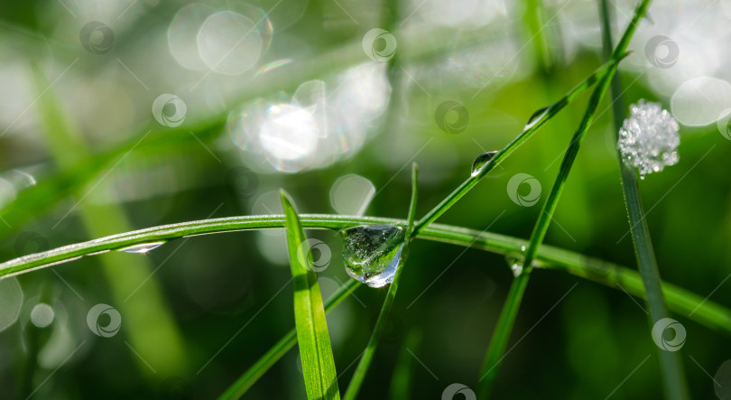 Скачать капля льда на зеленой травинке крупным планом фотосток Ozero