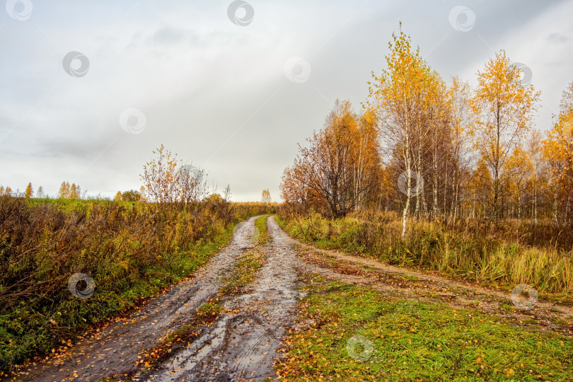 Скачать грунтовая дорога через лес после сильного дождя фотосток Ozero