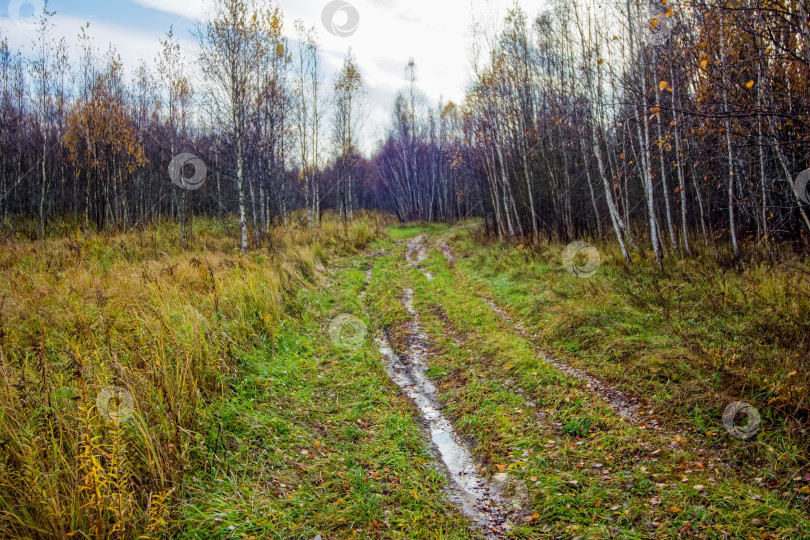Скачать грунтовая дорога через лес после сильного дождя фотосток Ozero