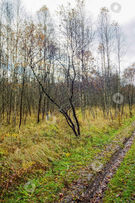 Скачать грунтовая дорога через лес после сильного дождя фотосток Ozero