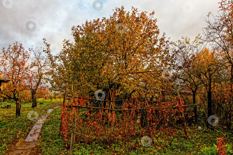 Скачать Старый сад в деревне поздней осенью фотосток Ozero