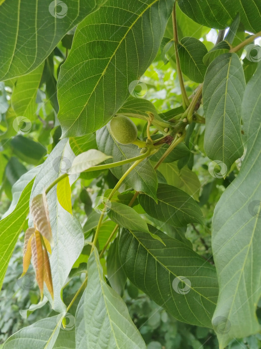 Скачать Ветка орехового дерева в летний день. фотосток Ozero