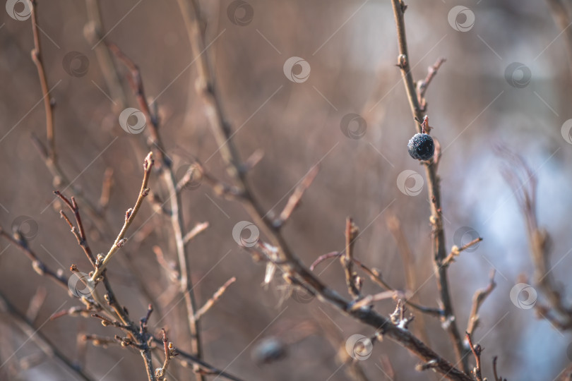 Скачать Голые ветви кустарника с темными ягодами, сохраняющимися в холодное время года, символизируют жизнестойкость и покой в спокойной обстановке на открытом воздухе, на мягком голубом и коричневом фоне фотосток Ozero