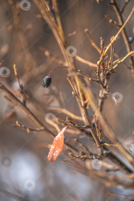 Скачать Голые ветви кустарника с одинокой замороженной ягодой и единственным увядшим оранжевым листком, покрытым инеем, символизируют суровость и стойкость природы в холодные зимние месяцы. фотосток Ozero