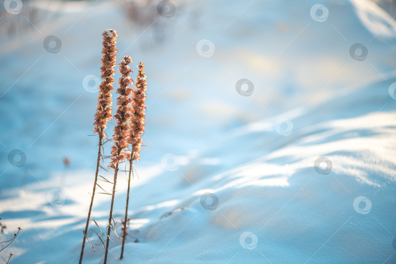 Скачать Сухие растения с замороженными семенами возвышаются на нетронутом зимнем поле, ловя мягкий солнечный свет на прохладном бело-голубом снежном фоне, символизируя выживание в холодную погоду фотосток Ozero