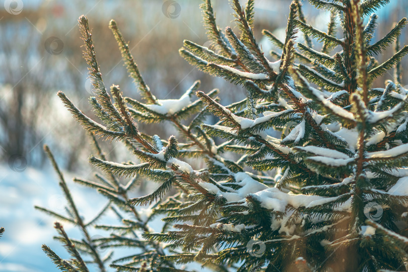 Скачать Свежие зеленые ветви елей покрываются мелким белым снегом при ярком дневном свете, создавая прекрасную природную картину вечнозеленой жизни в холодное зимнее время года на открытом воздухе фотосток Ozero