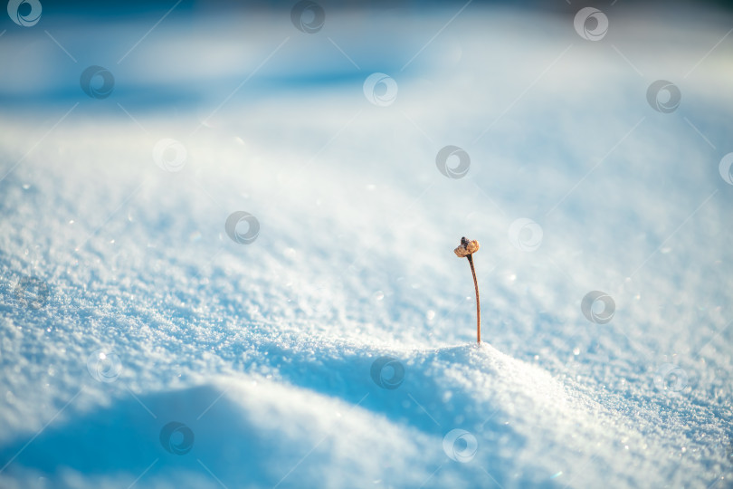 Скачать Сухой стебель растения с головкой семени, выглядывающей из сверкающего покрова свежего белого снега, символизирует стойкость, выносливость и новые начинания в холодное зимнее время года. фотосток Ozero