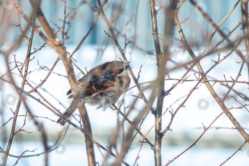 Скачать Воробей с распушенными перьями сидит на голой зимней ветке, защищаясь от холода и снега в тихом парке. Маленькая жизнерадостная птичка, приспосабливающаяся к холодным условиям. фотосток Ozero