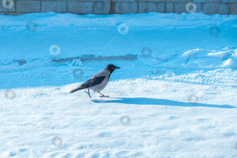 Скачать Ворона в капюшоне, с ее характерным серым телом и черной головой, стоит на огромном пространстве нетронутого белого снега под ярким солнечным светом, отбрасывая заметную синюю тень фотосток Ozero
