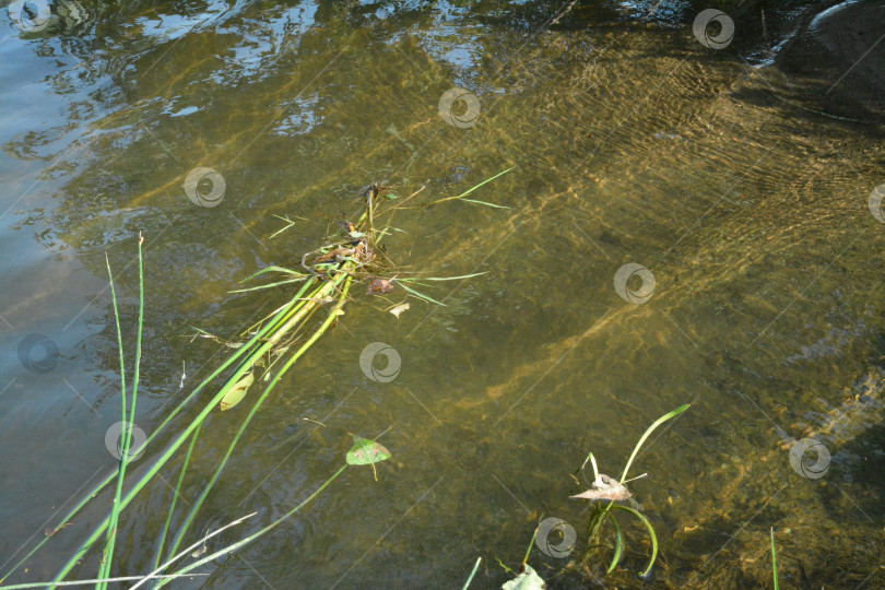 Скачать Водоросли фотосток Ozero