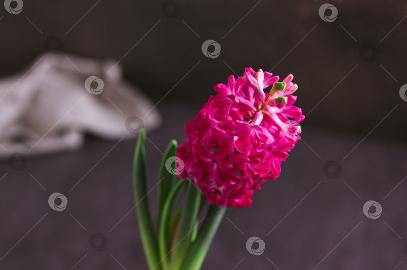 Скачать Крупный план цветущего розового гиацинта с листьями на темном столе вид сверху фотосток Ozero