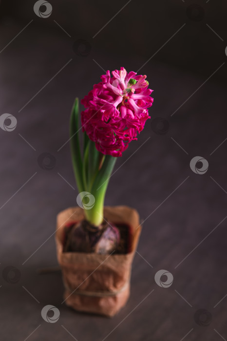 Скачать Красивый весенний цветок гиацинта в горшке на столе, вид сверху фотосток Ozero