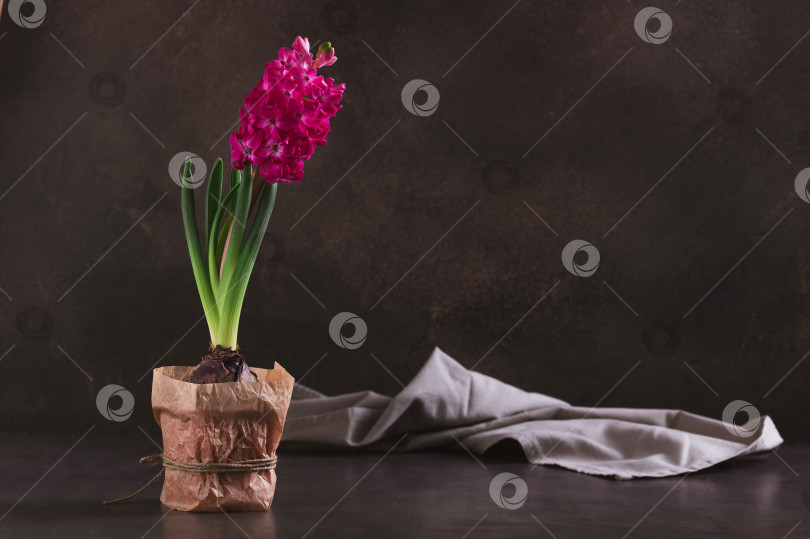 Скачать Цветущий розовый гиацинт с листьями в горшке на столе фотосток Ozero