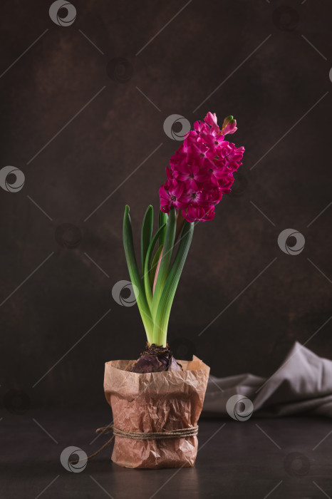 Скачать Цветущий розовый гиацинт с листьями в горшке на столе, вид сверху фотосток Ozero