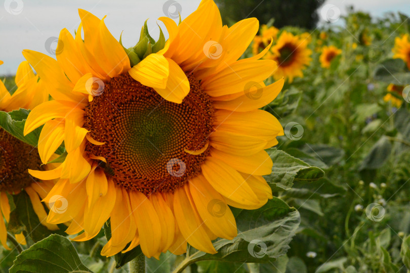 Скачать Подсолнух фотосток Ozero