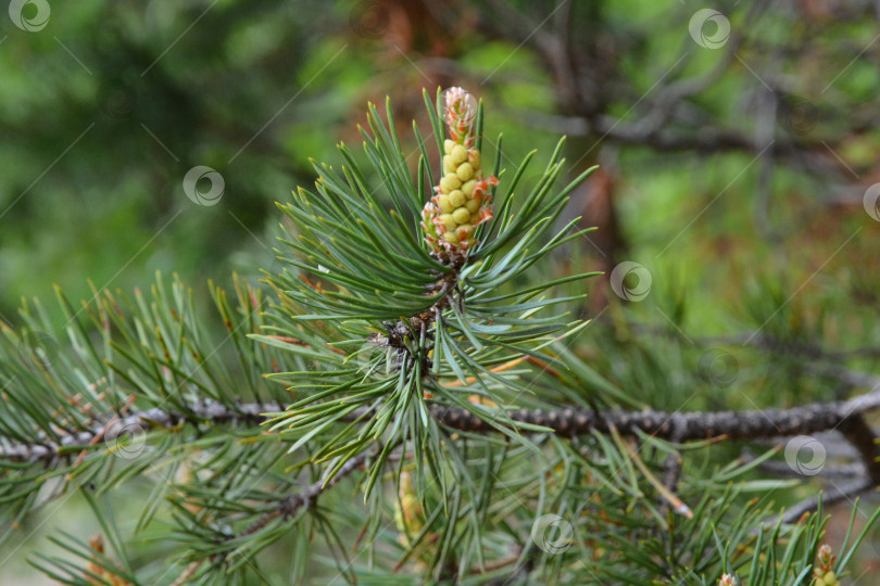 Скачать Шишка фотосток Ozero