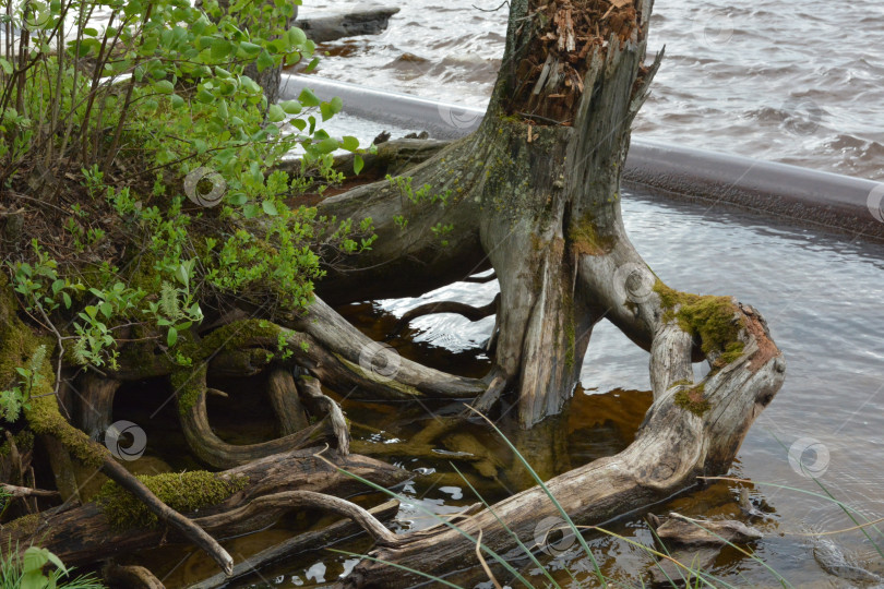Скачать Корни фотосток Ozero