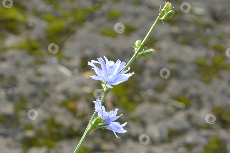 Скачать Цикорий фотосток Ozero