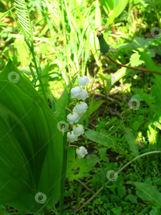 Скачать Ландыши фотосток Ozero