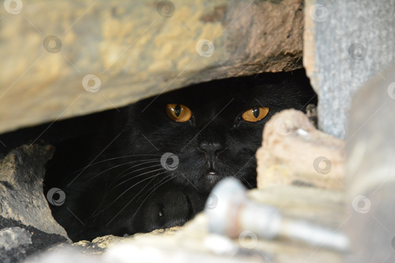 Скачать Черный кот фотосток Ozero