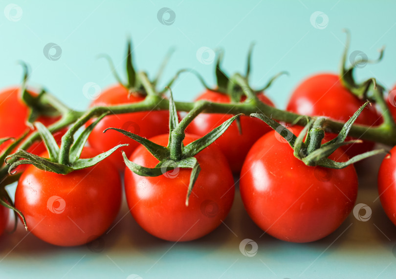 Скачать Ветка с красными помидорами крупным планом сбоку фотосток Ozero