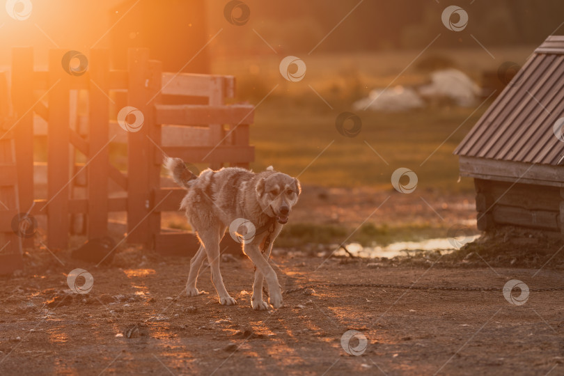 Скачать Грустный старый пес на закате в своей конуре фотосток Ozero
