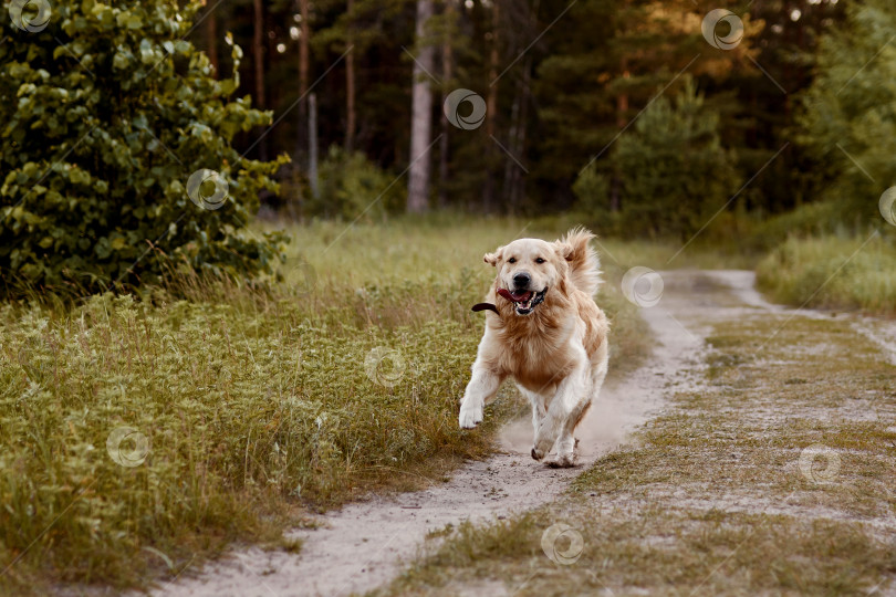Скачать Золотистый ретривер бежит по лесной дороге фотосток Ozero