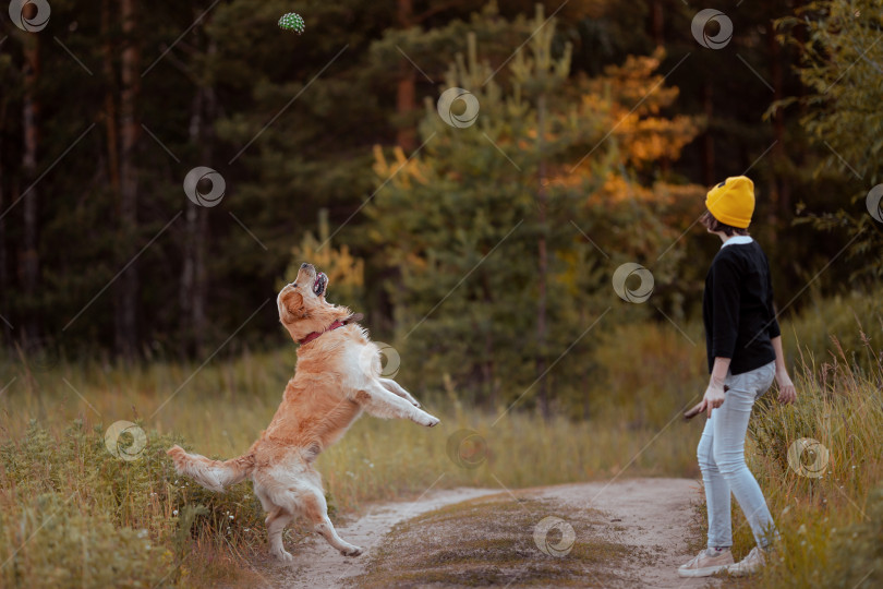 Скачать Девушка играет в мяч со своей собакой золотистым ретривером фотосток Ozero
