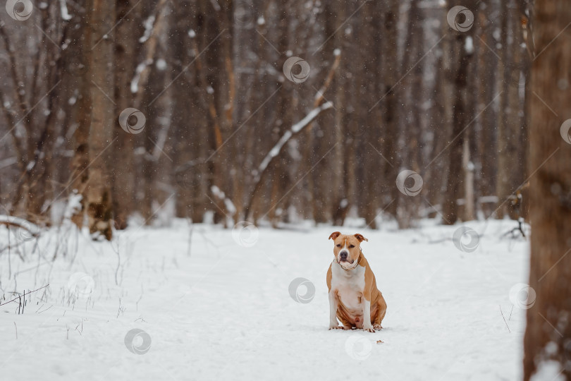 Скачать Американский стаффордширский терьер в зимнем лесу. Собака гуляет в парке фотосток Ozero