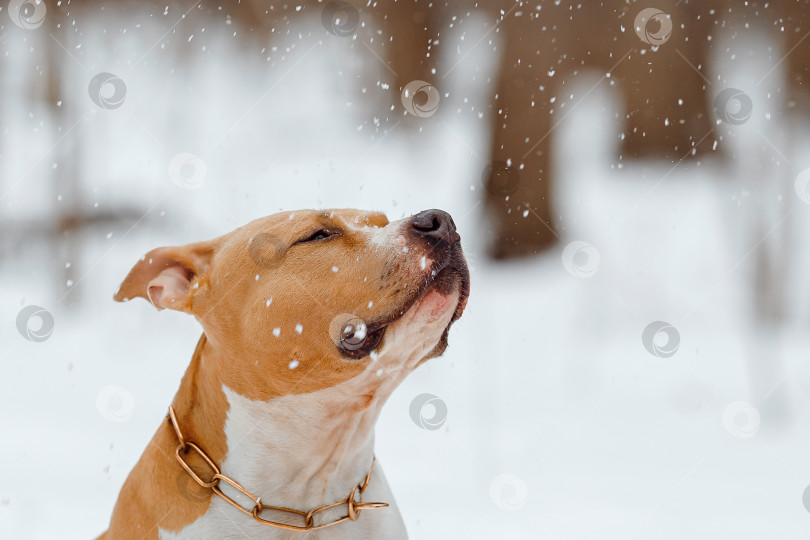 Скачать Американский стаффордширский терьер ловит снежинки. Собака играет со снегом фотосток Ozero