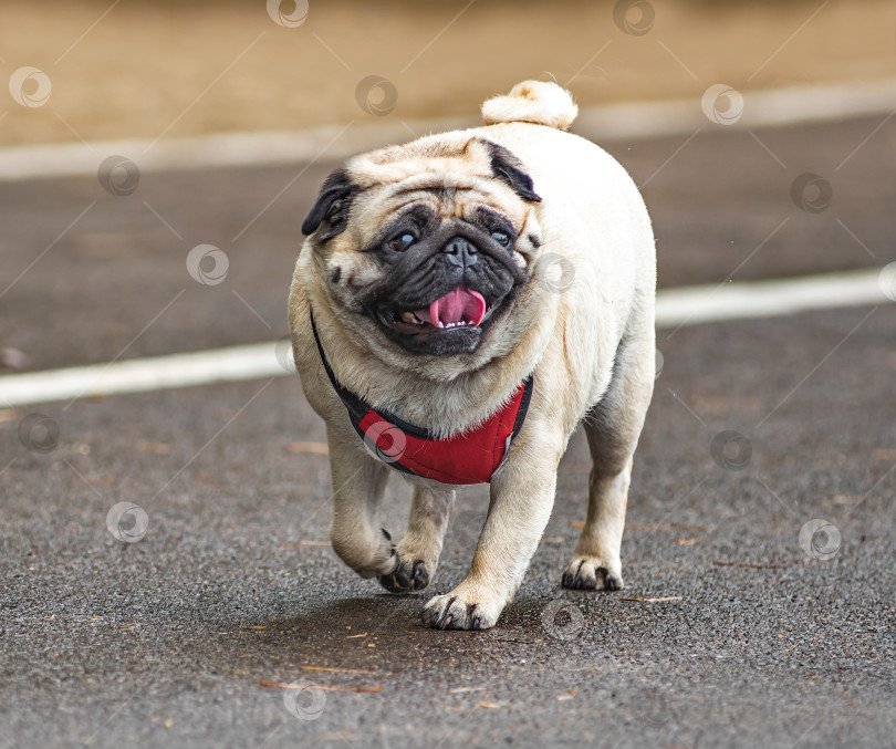 Скачать Собака породы мопс с короткой светлой шерстью и чёрной мордой. фотосток Ozero