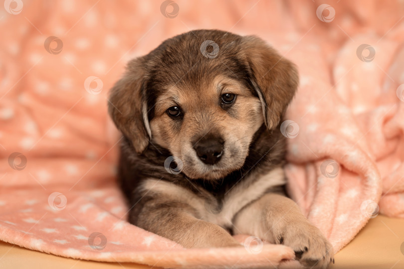 Скачать Портрет грустного милого коричневого щенка фотосток Ozero