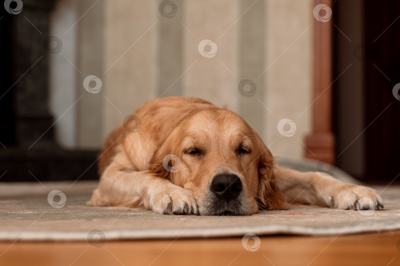 Скачать Собака спит на ковре. Золотистый ретривер отдыхает фотосток Ozero