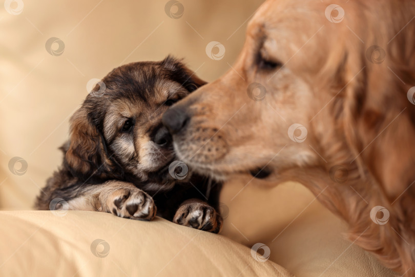 Скачать Щенок со своей собакой-матерью нос к носу фотосток Ozero